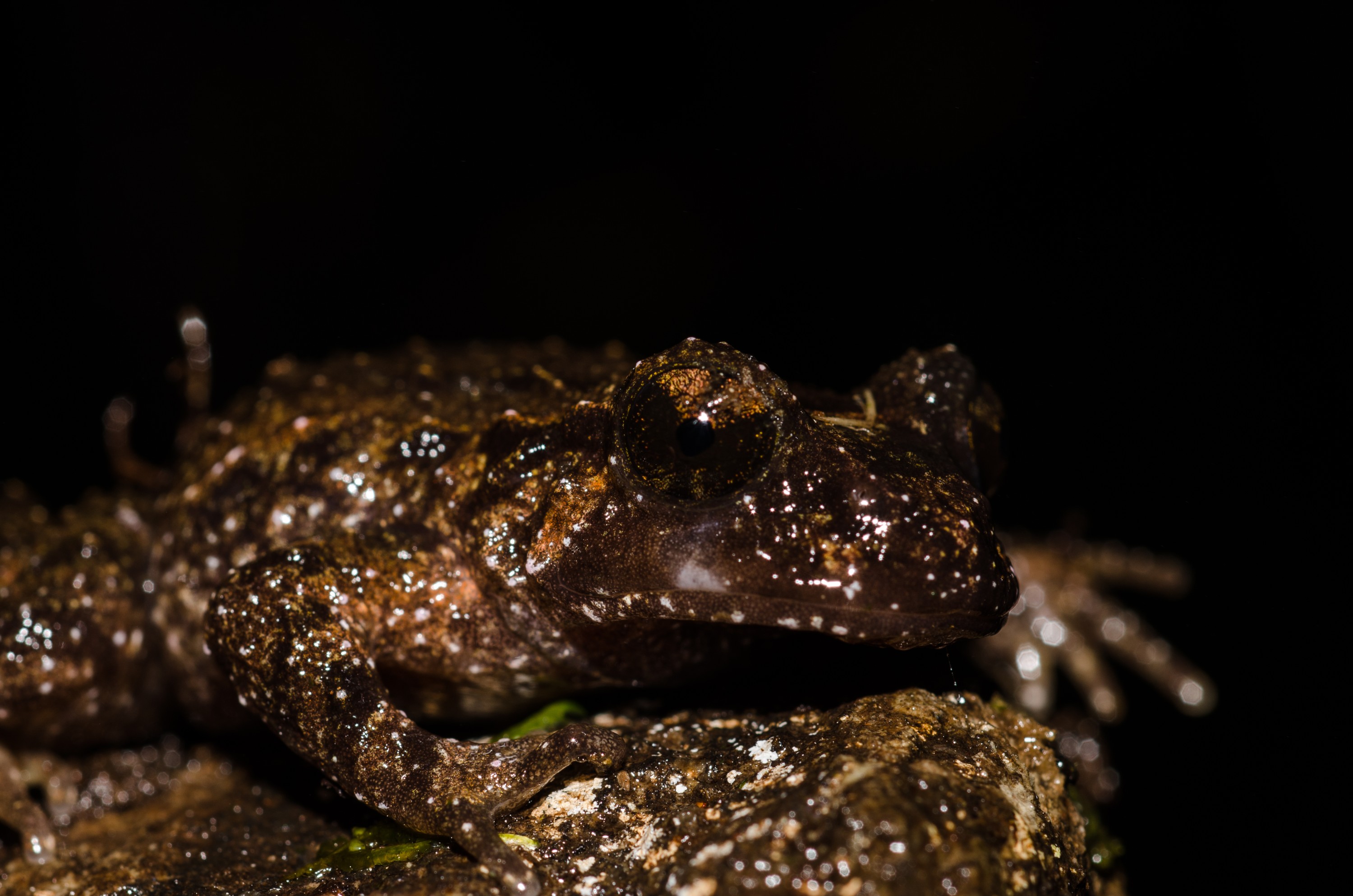 DSC_9547 – Hochstetter's, frog, Leiopelma, hochstetteri, Hochstetter, coromandel, amphibian, Crispin, reptiles, amphibians, rare, cold, blood, new, new zealand, zealand, nz